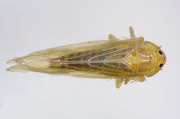 Brasília (DF),  07/04/2026 - Cigarrinha-do-milho.
 Foto: Charles Oliveira/Embrapa