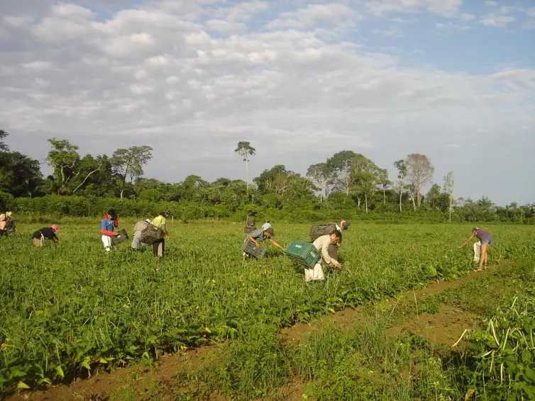 Agricultores familiares fazem colheita manual de feijão-caupi