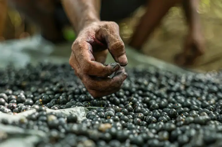 Salvaterra (PA), 09/10/2025 - Trabalhadores fazem colheita de açaí plantado em sistema de agrofloresta. Foto: Marcelo Camargo/Agência Brasil